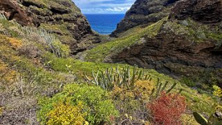 Barranco Hondo de Nogales - La Palma La Palma 2024